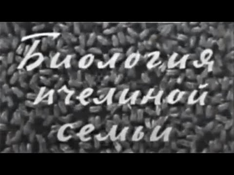 Видео: Биология пчелиной семьи. Фильм СССР