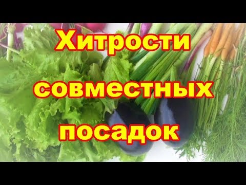 Видео: Совместные и уплотненные посадки выручат,если у вас маленький огород