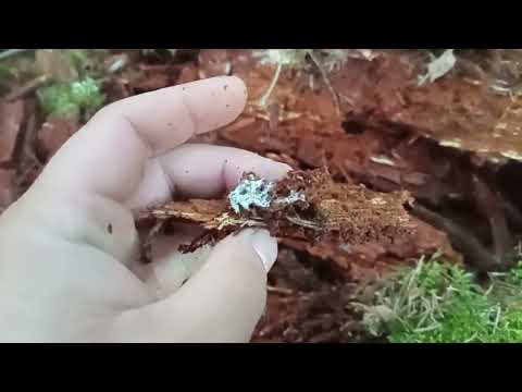 Видео: Субстрат для посадки голубики. Гнилая древесина.