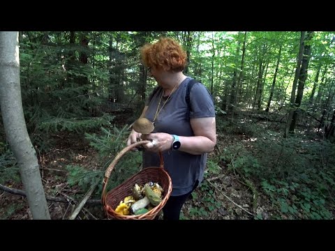 Видео: НЕТРОНУТЫЙ ГРИБНОЙ ЛЕС! Грибники нашли НОВОЕ ГРИБНОЕ место!