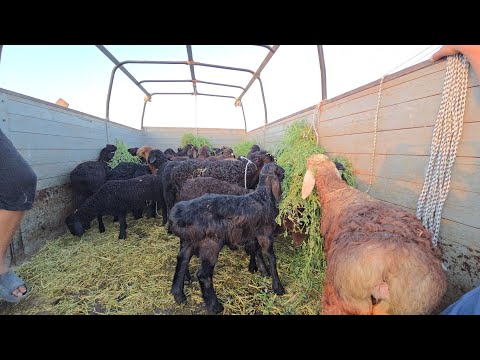 Видео: 14 сентября 2025 г. ТУРТКУЛЬ КУЙ БОЗОР НАРХЛАРИ