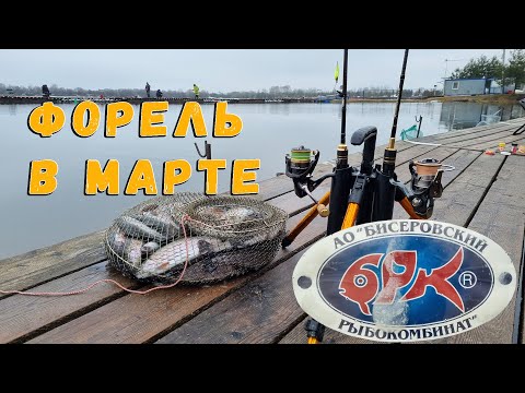 Видео: Форель в марте