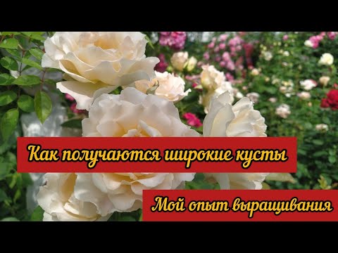 Видео: Как получить широкие кусты у роз. Мой опыт выращивания.