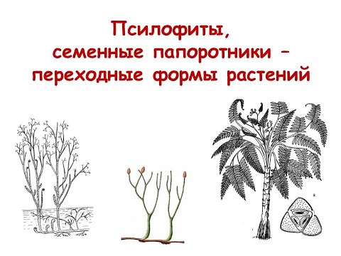 Видео: Псилофиты и семенные папоротники - переходные формы растений