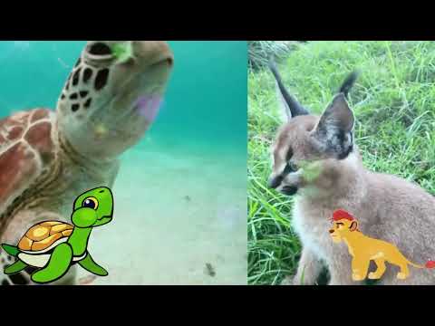 Видео: Шокуючі факти про тварин 🦁🐍 | Весела навчальна пісня для дітей | Цікаві факти про дику природу
