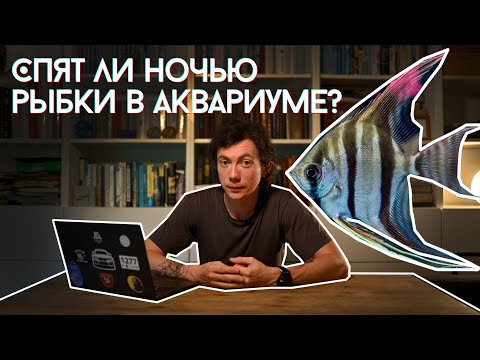 Видео: Как и когда спят рыбы в аквариуме? Аквариум ночью. Ночная подсветка аквариума