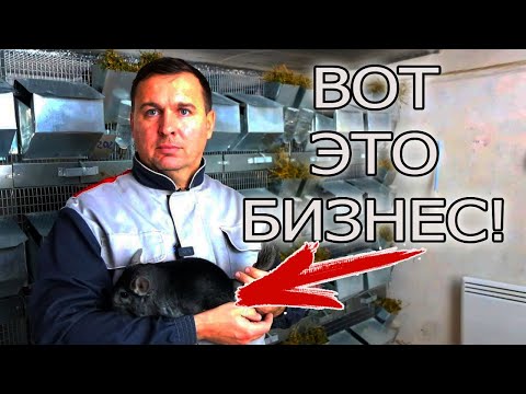 Видео: НЕ ЗАВОДИТЕ КРОЛИКОВ, ПОПРОБУЙТЕ ИХ! В ГОСТЯХ У ВЛАДИМИРА!