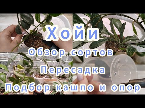 Видео: Хойи| Обзор сортов, пересадка, подбор кашпо и опор