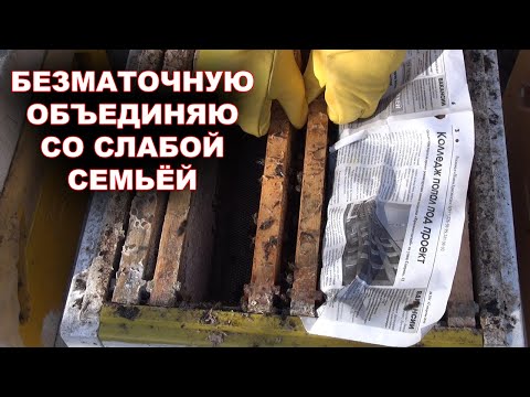 Видео: Объединение слабых семей весной. Одна семья без матки.