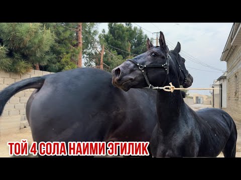 Видео: Оригинал той аз Наими Эгилик 29 октября 2025 г.