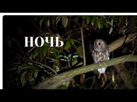 Видео: ОБ ЭВОЛЮЦИИ ЖИЗНИ НА ЗЕМЛЕ! Ночь. ЛУЧШИЕ МУЛЬТФИЛЬМЫ