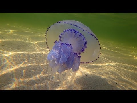 Видео: Медузы Черного моря.