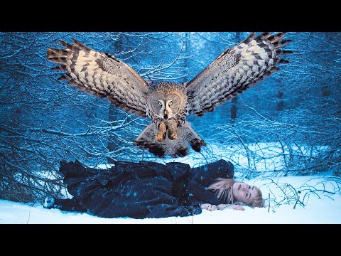 Видео: Сова отрывала куски от девушки, лежащей в холодной канаве, пытаясь её спасти
