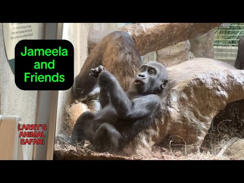 Видео: Малыш Горилла - Джамила и друзья #64 #gorillas