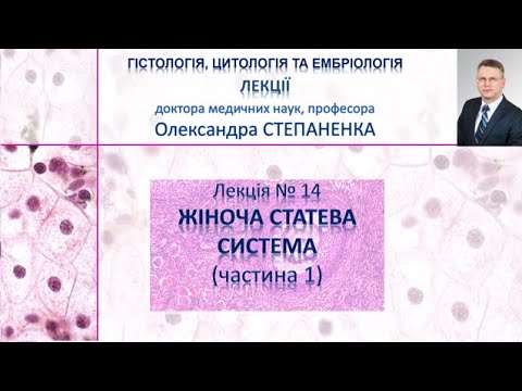 Видео: Гістологія. Лекція 14. Жіноча статева система (частина 1)