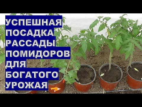 Видео: Успешная Посадка  Рассады Помидоров Для Богатого Урожая!