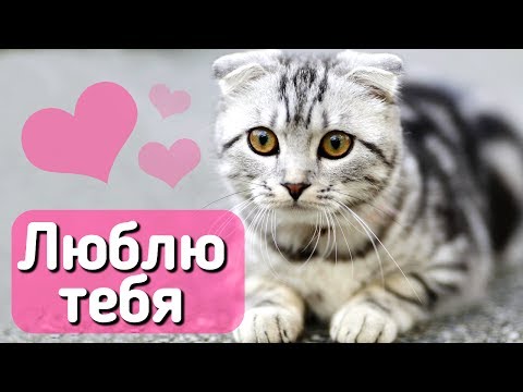 Видео: 10 признаков, что кошка вас любит! С веселым котом #Джемом 🐈