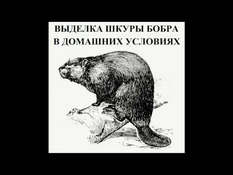 Видео: ВЫДЕЛКА ШКУРЫ БОБРА В ДОМАШНИХ УСЛОВИЯХ