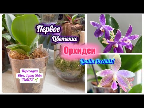Видео: Первый ЦВЕТОНОС! Цветение орхидеи от Lioulin Orchids. Пересадка Dtps. Tying Shin 'TN9172' #fyp #diy