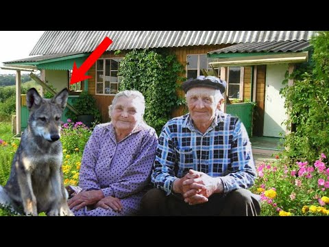 Видео: После смерти сына, этот волчонок стал для них самым родным , а потом и вовсе спас от...
