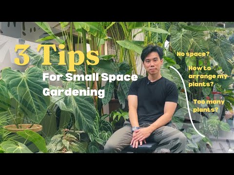 Видео: Как преобразить небольшой тропический сад | 3 простых совета по созданию пышного тропического сад...