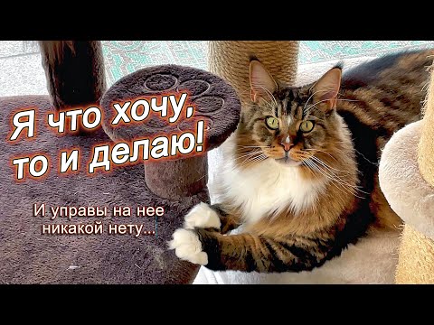 Видео: Кошка Анфиса и пропажа розового таза. #2k #аксельфранк #мейнкун #белыелебеди