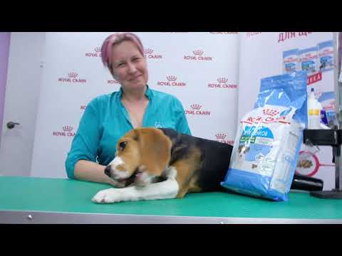 Видео: Бигль щенок. Правила ухода.Содержание, груминг.Руководство пользователя.