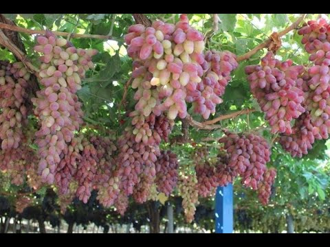 Видео: Ангурпарвари дар чамоати Чура Рахмонов Турсунзода