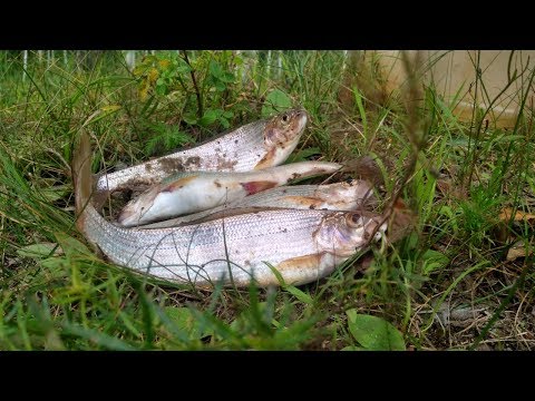 Видео: В поисках новых мест ловли хариуса