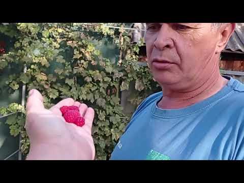 Видео: Ну что,первая борозда?/Молодая картошка в конце сентября/Убираем огурцы...