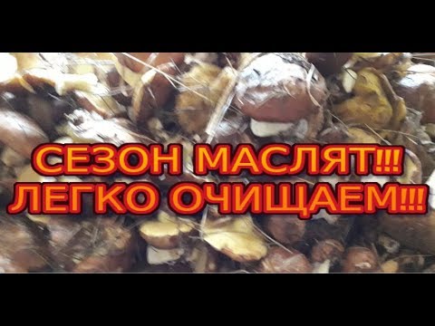 Видео: Грибы маслята. Как легко их очистить?
