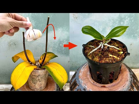 Видео: С чесноком! Орхидеи мгновенно растут от корней и цветут круглый год.