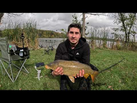 Видео: Шарани и Сомове на Фидер до Чикаго