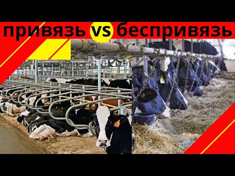 Видео: Лучший способ  содержания скота - опыт лучших фермеров и предприятий мира