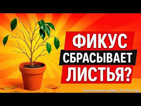 Видео: ФИКУС БЕНДЖАМИНА: ОПАДАЮТ ЛИСТЬЯ, СОХНУТ ВЕТКИ 🌿 СДЕЛАЙ ЭТО И СПАСИ ЕГО СЕГОДНЯ!