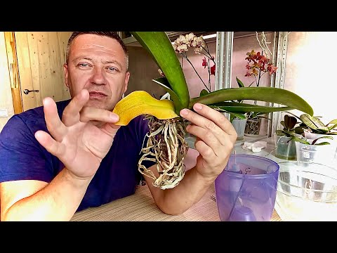 Видео: ВОЗДУШНЫЕ КОРНИ ОРХИДЕИ во что и КАК САЖАТЬ и ЖЕЛТЕЕТ ЛИСТ ОРХИДЕИ 3 распространенные причины