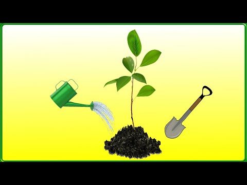Видео: Как оживить саженец