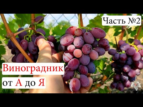 Видео: Виноградник с НУЛЯ. С чего НАЧАТЬ. Основные ОШИБКИ. Часть №2
