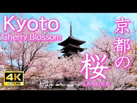 Видео: [30 лучших видов на цветение сакуры в Киото] Места, которые вы захотите посетить снова, прежде чем
