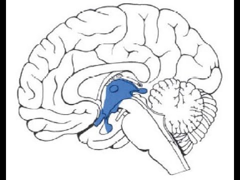 Видео: Промежуточный мозг