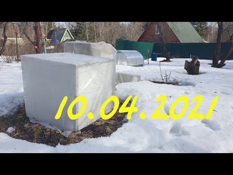 Видео: Гортензии в моём саду - открытие дачного сезона/ Крупнолистная гортензия ещё в укрытии.