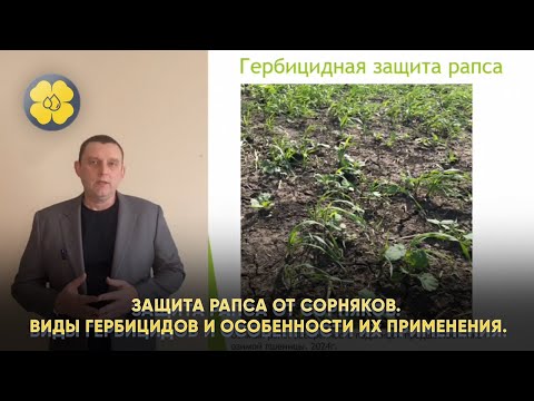 Видео: Защита рапса от сорняков. Виды гербицидов и особенности их применения.