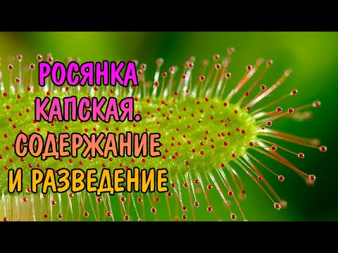 Видео: РОСЯНКА КАПСКАЯ Drosera capensis. УХОД И РАЗМНОЖЕНИЕ
