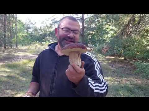 Видео: Собираем  Рыжики ( царский гриб) и Белые грибы Германии  28 Сентября 2025