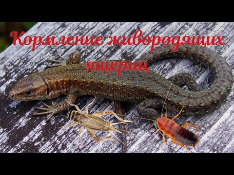 Видео: Подробно о кормлении живородящих ящериц (версия 2).
