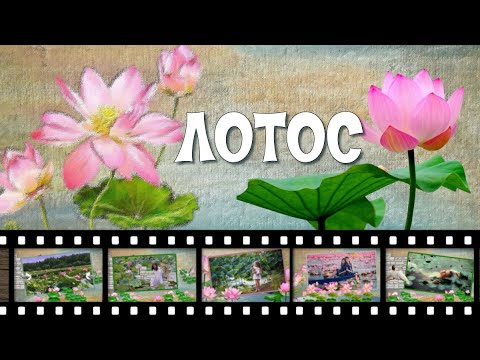 Видео: Lotus-Лотос-проект ProShow Producer