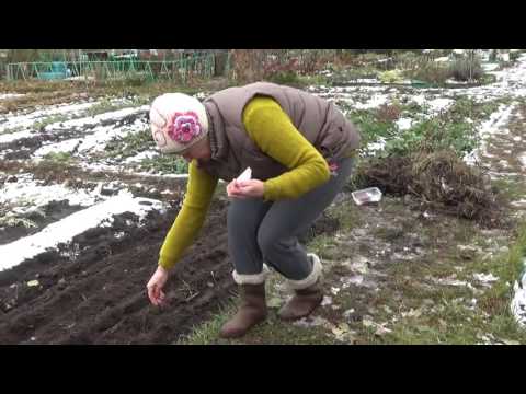 Видео: Посев моркови и свеклы в зиму