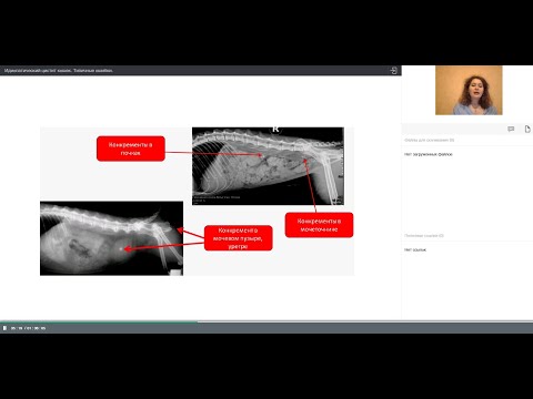 Видео: «Идиопатический цистит кошек. Типичные ошибки» Войтова Л.Ю вебинар за 27.08.20