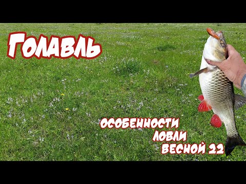 Видео: Весенний день на голавлёвой реке | РЫБАЛКА на ГОЛАВЛЯ