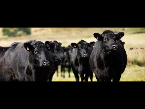 Видео: АНГУС: СТАРИННАЯ ПОРОДА, НО ВСЕГДА ОСТАЕТСЯ НА ПИКЕ  ПОПУЛЯРНОСТИ.